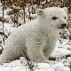 Benutzerbild von Ronus_archive