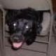 Benutzerbild von DogAteYellowSnow